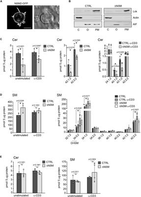 Role of Neutral Sphingomyelinase-2 (NSM 2) in the Control of T Cell Plasma Membrane Lipid Composition and Cholesterol Homeostasis